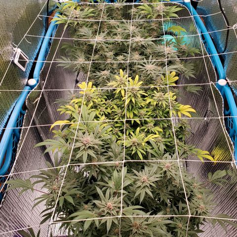 Blue Haze #1 growlog timeline photo