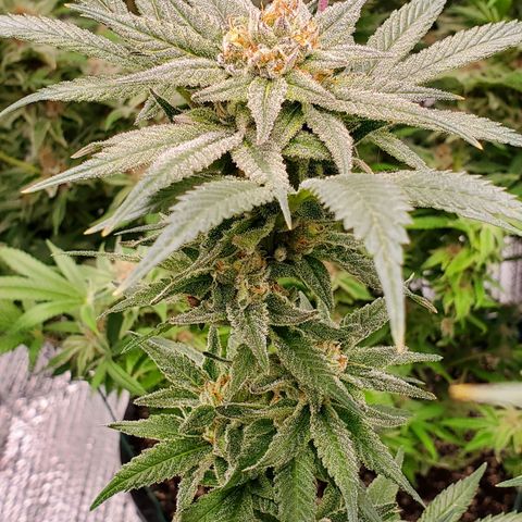 Blue Haze #1 growlog timeline photo