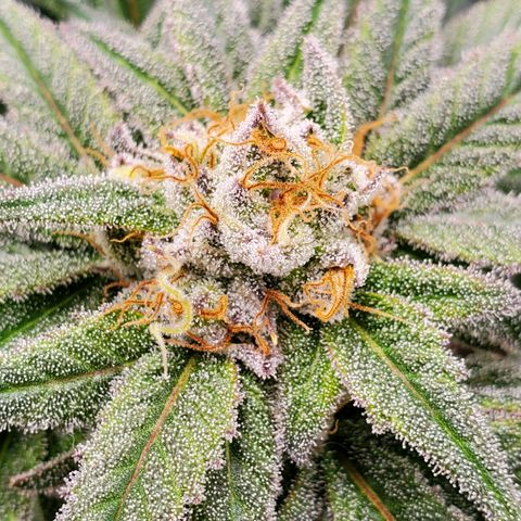 Blue Haze #1 growlog timeline photo