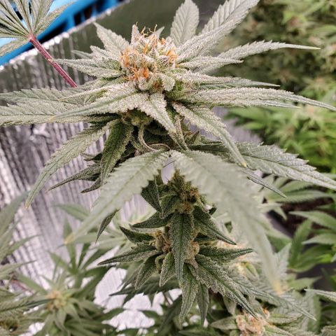 Blue Haze #1 growlog timeline photo