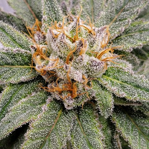 Blue Haze #1 growlog timeline photo