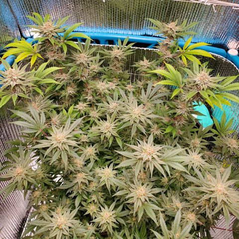 Blue Haze #1 growlog timeline photo