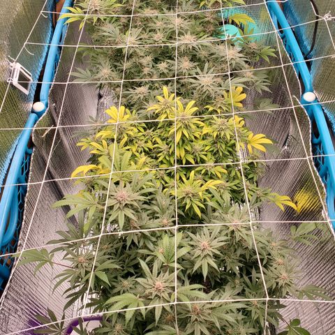 Blue Haze #1 growlog timeline photo