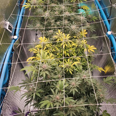 Blue Haze #1 growlog timeline photo