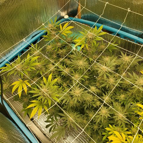 Blue Haze #1 growlog timeline photo