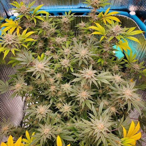 Blue Haze #1 growlog timeline photo