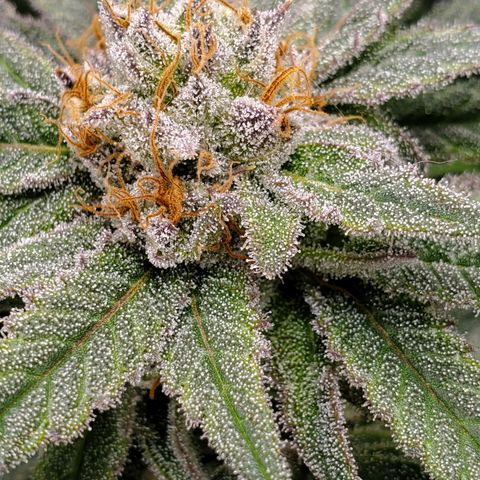 Blue Haze #1 growlog timeline photo