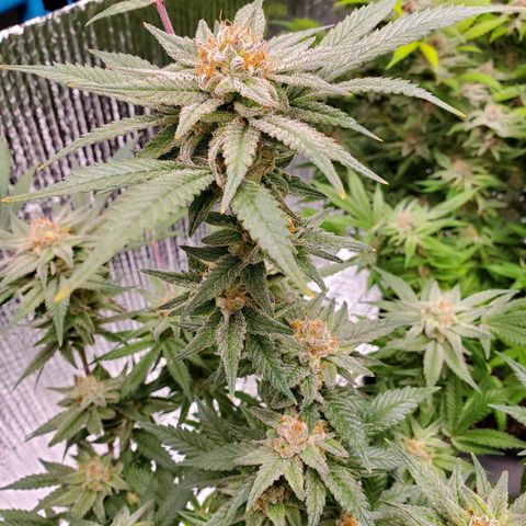 Blue Haze #1 growlog timeline photo