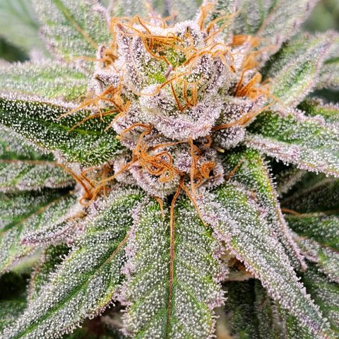 Blue Haze #1 growlog timeline photo
