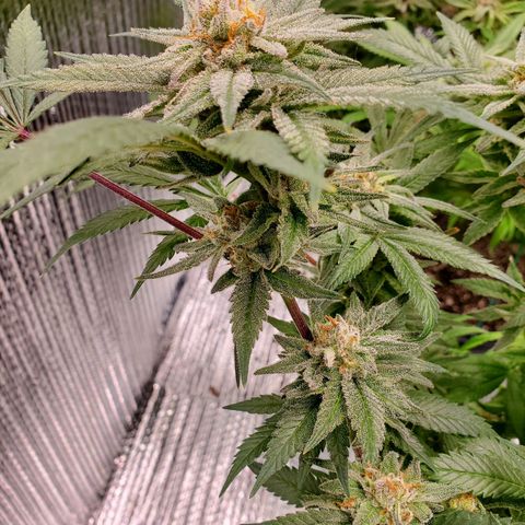 Blue Haze #1 growlog timeline photo