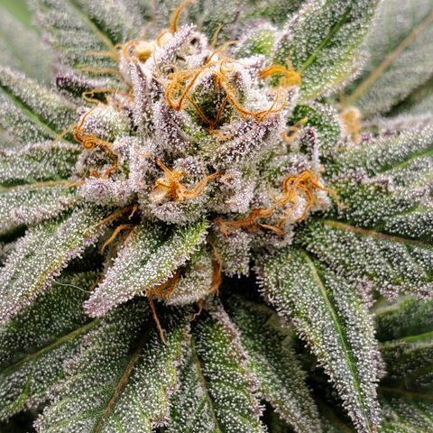 Blue Haze #1 growlog timeline photo