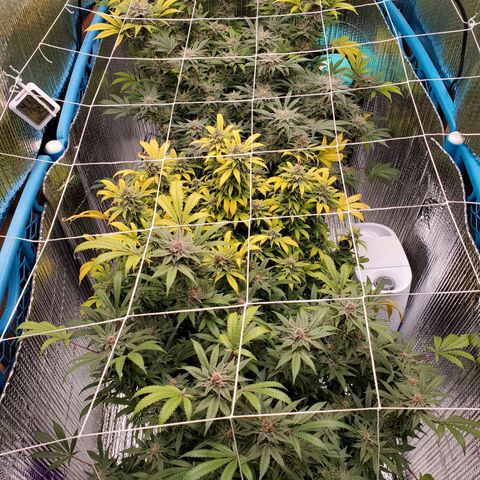 Blue Haze #1 growlog timeline photo