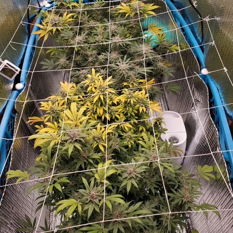 Blue Haze #1 growlog timeline photo