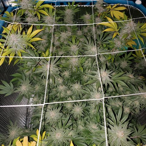 Blue Haze #1 growlog timeline photo