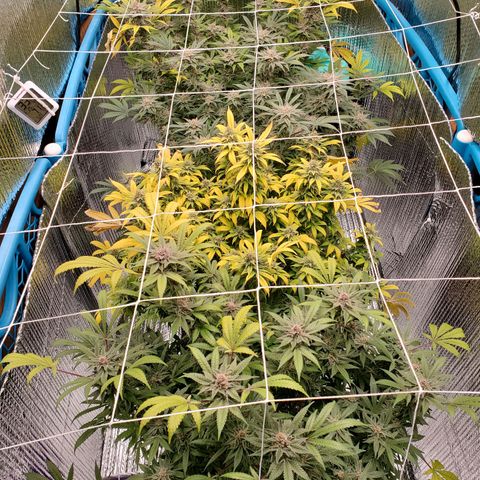 Blue Haze #1 growlog timeline photo