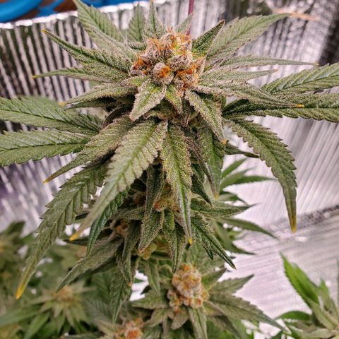 Blue Haze #1 growlog timeline photo