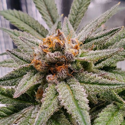 Blue Haze #1 growlog timeline photo