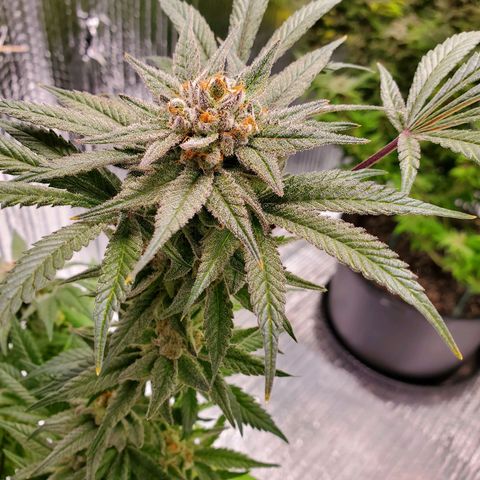 Blue Haze #1 growlog timeline photo