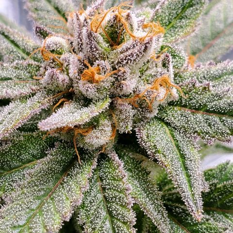 Blue Haze #1 growlog timeline photo