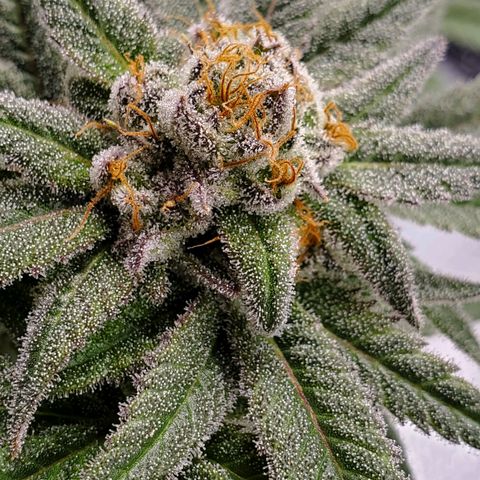 Blue Haze #1 growlog timeline photo