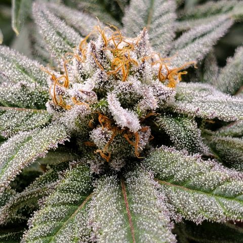 Blue Haze #1 growlog timeline photo