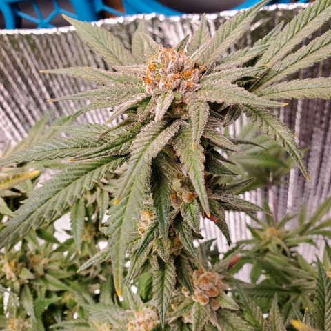 Blue Haze #1 growlog timeline photo