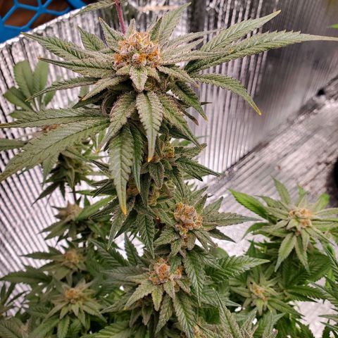 Blue Haze #1 growlog timeline photo