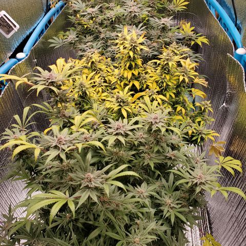 Blue Haze #1 growlog timeline photo