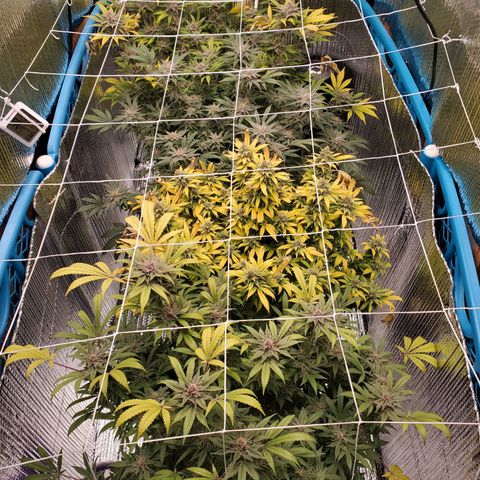 Blue Haze #1 growlog timeline photo
