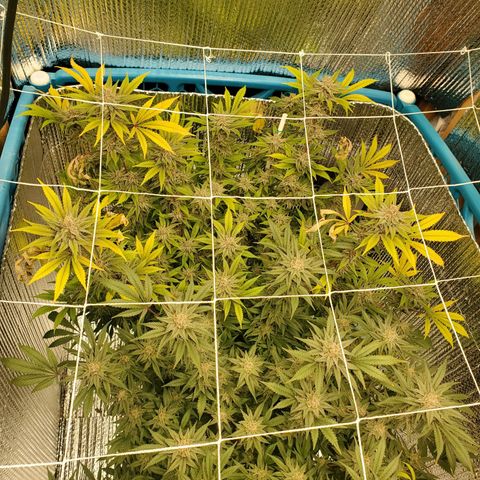Blue Haze #1 growlog timeline photo