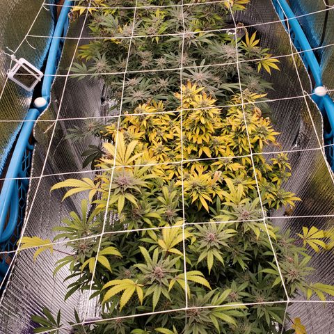 Blue Haze #1 growlog timeline photo