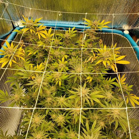 Blue Haze #1 growlog timeline photo