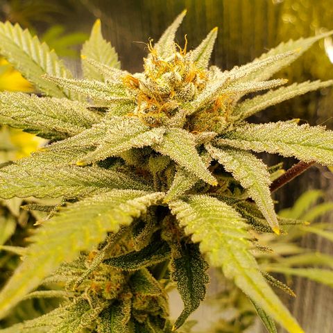 Blue Haze #1 growlog timeline photo