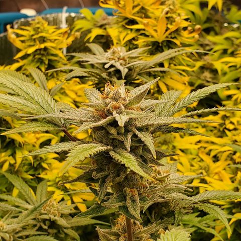 Blue Haze #1 growlog timeline photo