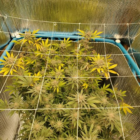 Blue Haze #1 growlog timeline photo