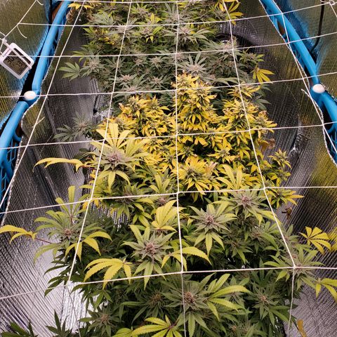 Blue Haze #1 growlog timeline photo