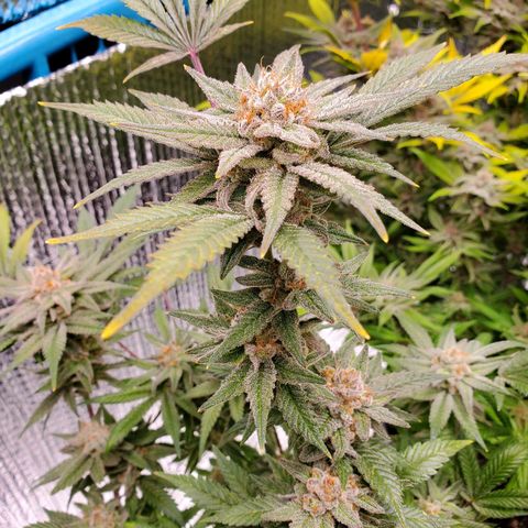 Blue Haze #1 growlog timeline photo