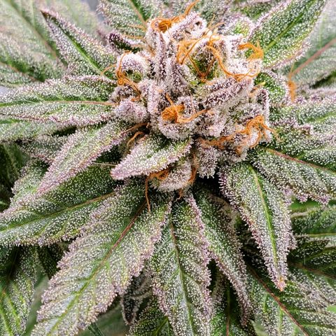 Blue Haze #1 growlog timeline photo
