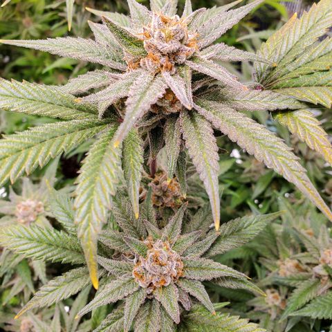 Blue Haze #1 growlog timeline photo