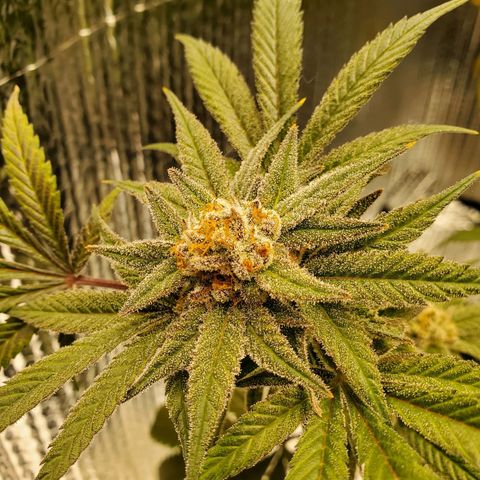 Blue Haze #1 growlog timeline photo