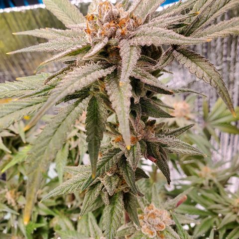 Blue Haze #1 growlog timeline photo
