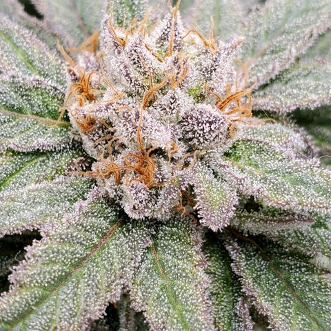 Blue Haze #1 growlog timeline photo