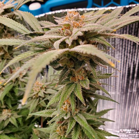 Blue Haze #1 growlog timeline photo