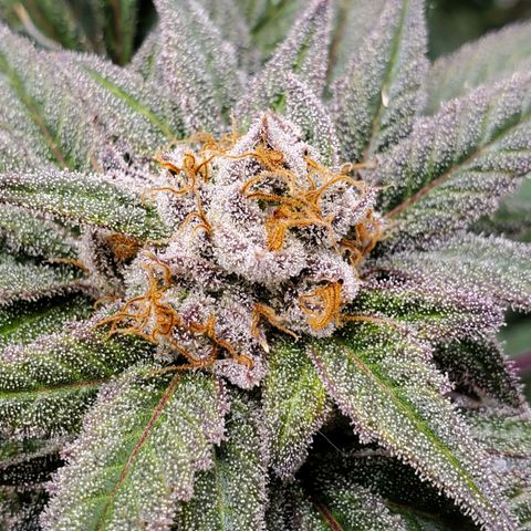 Blue Haze #1 growlog timeline photo