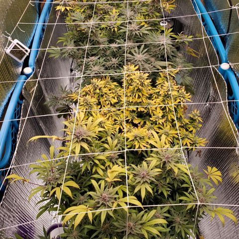 Blue Haze #1 growlog timeline photo