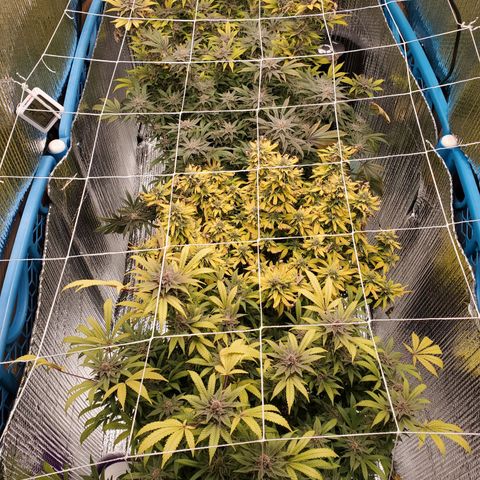 Blue Haze #1 growlog timeline photo