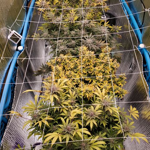Blue Haze #1 growlog timeline photo