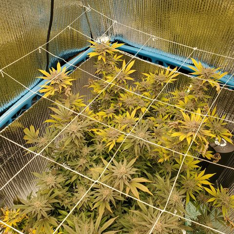 Blue Haze #1 growlog timeline photo