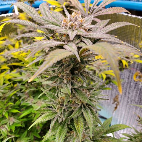 Blue Haze #1 growlog timeline photo