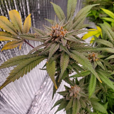 Blue Haze #1 growlog timeline photo